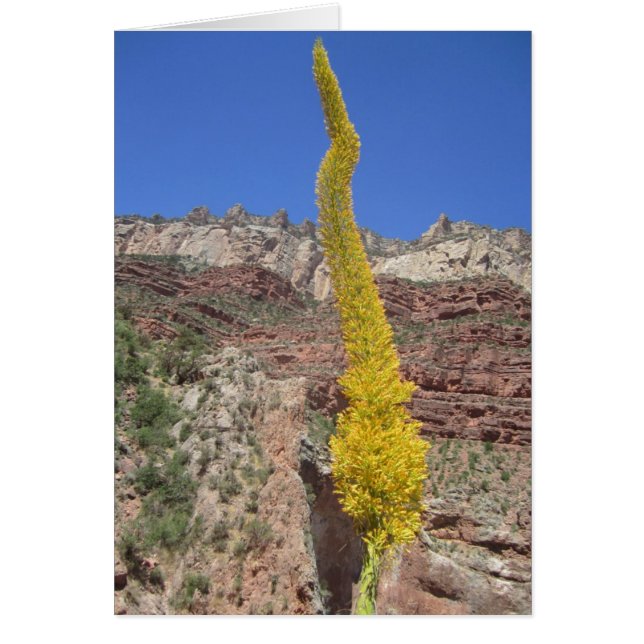 Century Plant Card (Front)