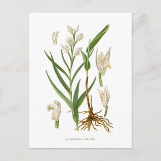 Cephalanthera ensifolia postcard