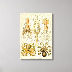 Cephalopod Octopus Squid Marine Nature Canvas Print