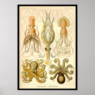 Cephalopod Octopus Squid Marine Nature Poster