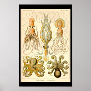 Cephalopod Octopus Squid Marine Nature Poster