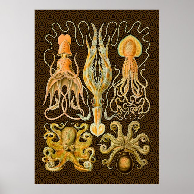 Cephalopod Octopus Squid Marine Nature Poster (Front)