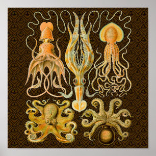 Cephalopod Octopus Squid Marine Nature Poster