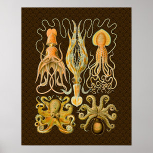 Cephalopod Octopus Squid Marine Nature Poster