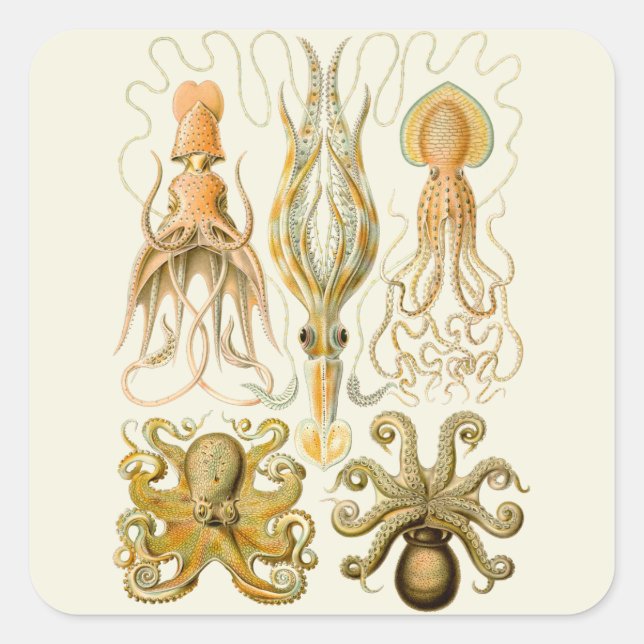 Cephalopod Octopus Squid Marine Nature Square Sticker (Front)