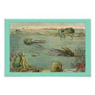 Cephalopoda Octopus Vintage 1904 Print