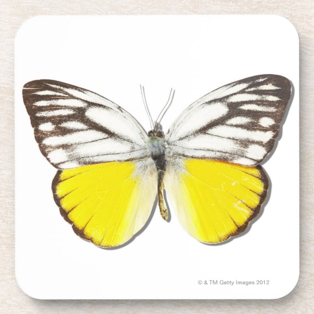 Cepora aspasia coaster (Front)