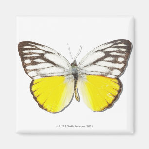 Cepora aspasia magnet