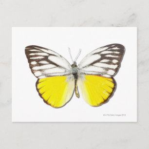 Cepora aspasia postcard