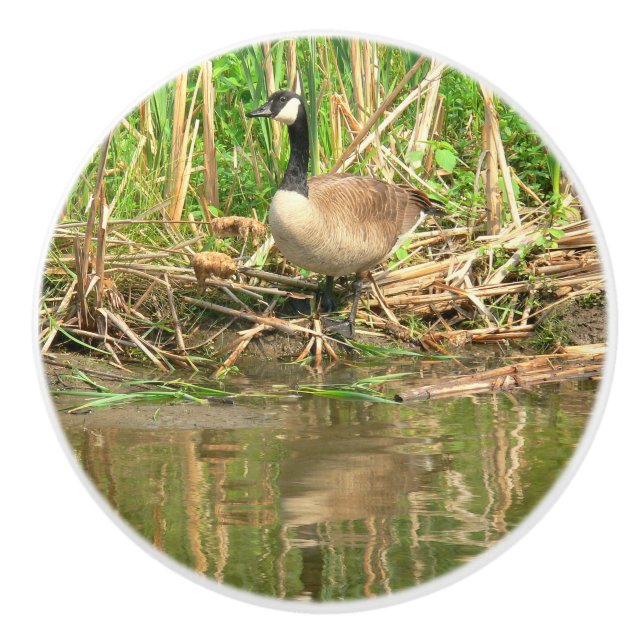 CERAMIC KNOB/CANADA GOOSE AT WATER'S EDGE KNOB (Front)