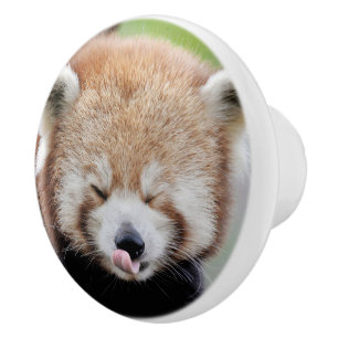 Ceramic Knob Photo red panda , animals 0176.