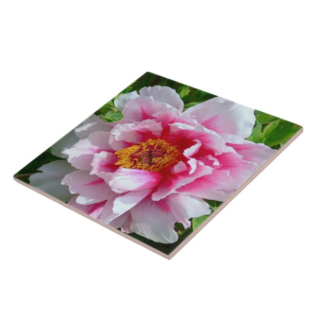 CERAMIC TILE/FRILLY ROSE-PINK & WHITE PEONY TILE (Side)
