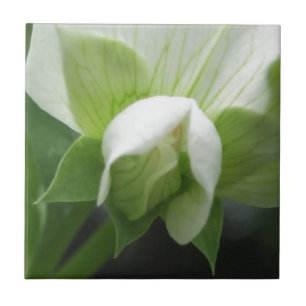 Ceramic Tile Green White Botanical