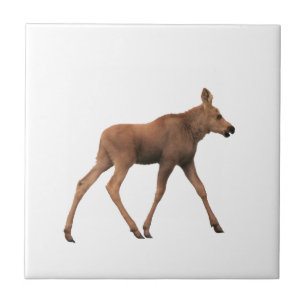 Ceramic Tile of baby moose