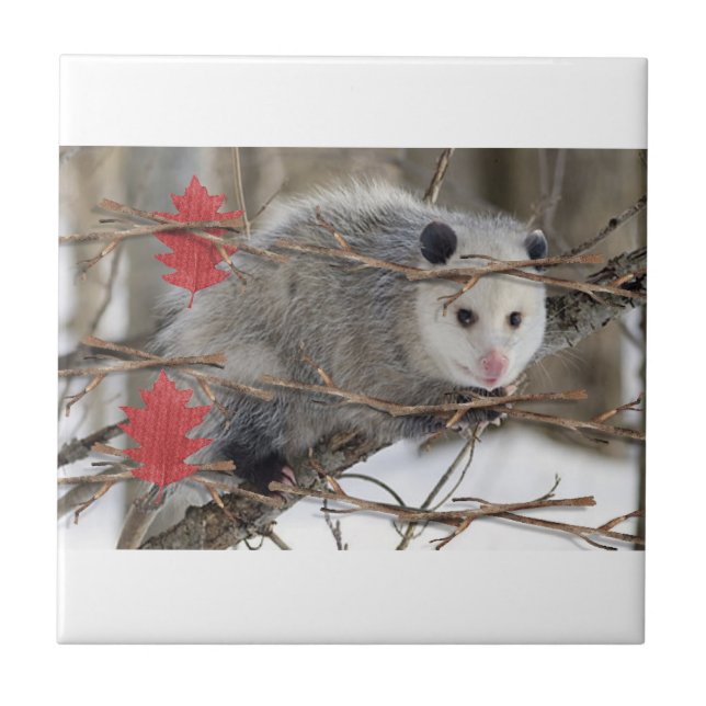 Ceramic Tile Opossum Nature (Front)