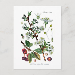 Cerasus vulgaris (Cherry) Postcard
