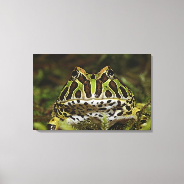 Ceratophrys cranwelli canvas print (Front)