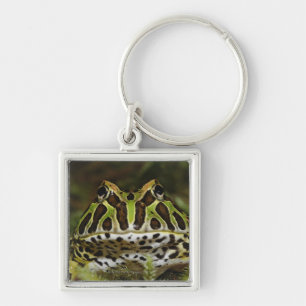 Ceratophrys cranwelli key ring