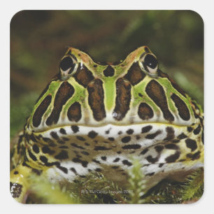 Ceratophrys cranwelli square sticker
