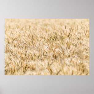 Cereals cornfield ripe agriculture poster