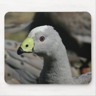 Cereopsis novaehollandiae or Cape Barren Goose Mouse Mat