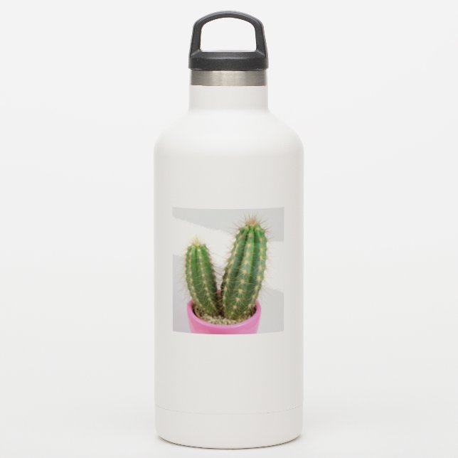 Cereus cactus (Waterbottle)