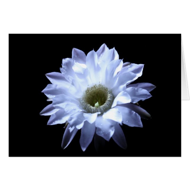 Cereus Cactus Blossom (Front Horizontal)