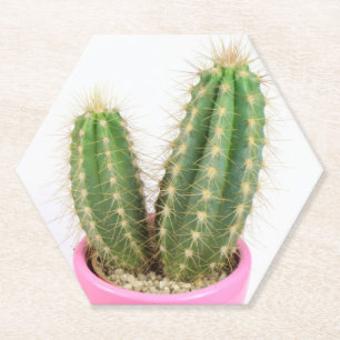 Cereus cactus paper coaster