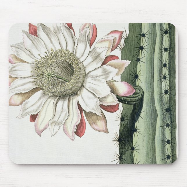 Cereus Erectus Altissimus Syrinamensis from 'Phyth Mouse Mat (Front)