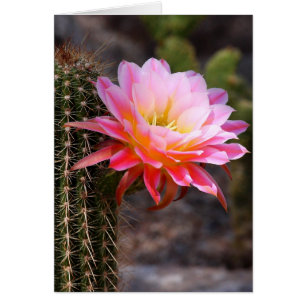 Cereus in pink cactus bloom