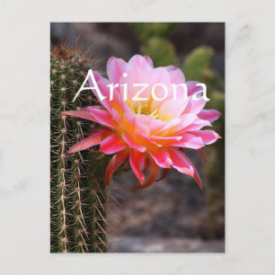 Cereus in pink cactus bloom, Arizona Postcard