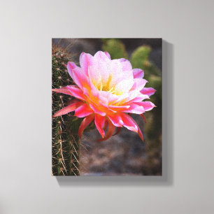 Cereus in pink cactus bloom canvas print
