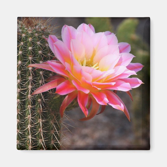 Cereus in pink cactus bloom magnet (Front)