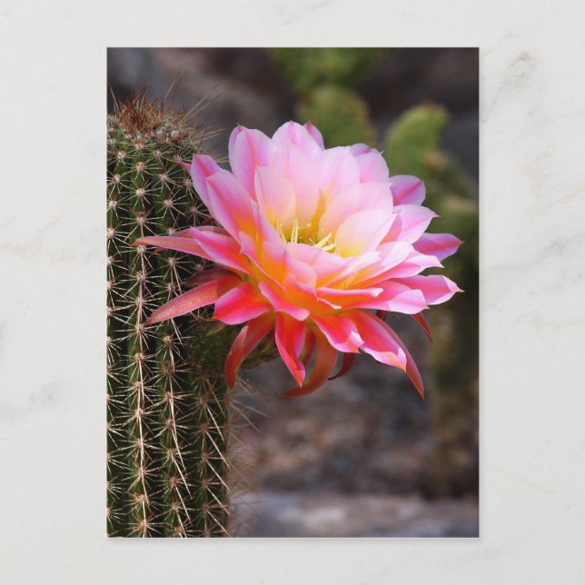 Cereus in Pink Cactus bloom Postcard (Front)