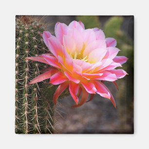 Cereus in pink magnet