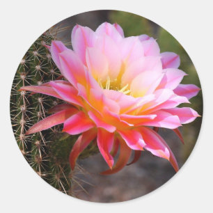 Cereus in pink sticker