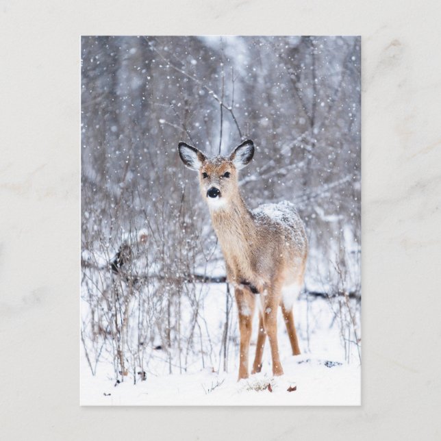 Cerf Postcard (Front)
