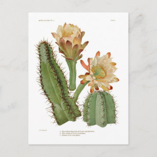 Cerius species postcard