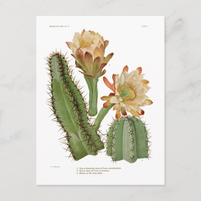Cerius species postcard (Front)