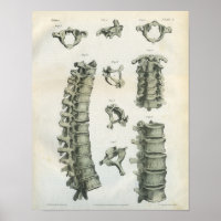 Cervical and Thoracic Spine Chiropractic