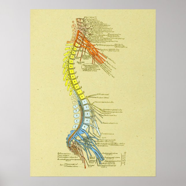 Cervical Lumbar Nerves Spine Medical Anatomy Chart (Front)