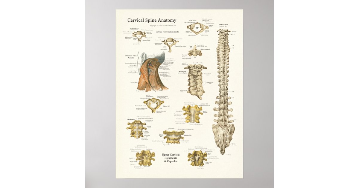 Cervical Spine Anatomy (Neck)