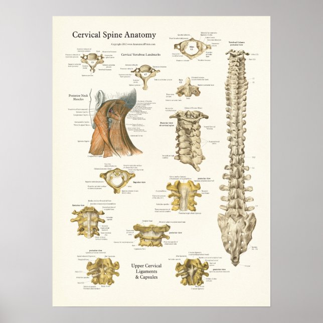 Cervical Spine and Vertebrae Anatomy Poster (Front)