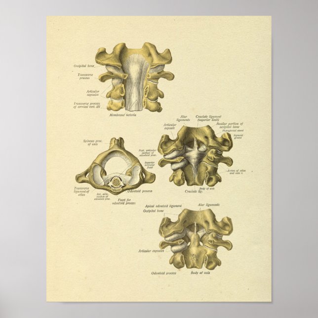 Cervical Vertebrae Anatomy Spinal Bones Print (Front)