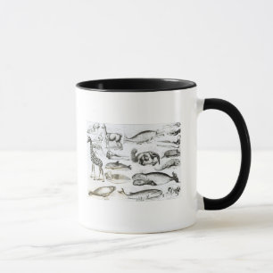 Cetacea Edentata Mug