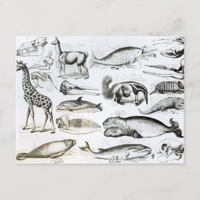 Cetacea Edentata Postcard (Front)