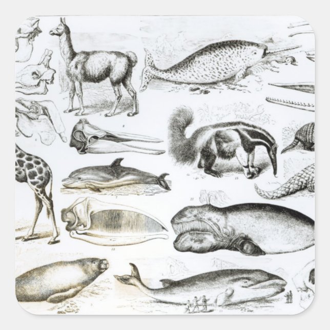 Cetacea Edentata Square Sticker (Front)