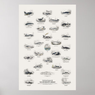 Cetaceans - Naturalist's Library Poster
