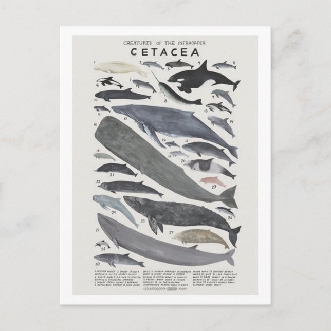 Cétacés Postcard (Front)