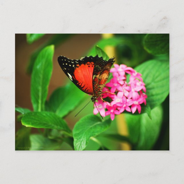 Cethosia biblis Postcard (Front)